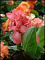 DSCF0052.JPG